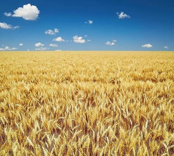 Golden rye field over blue sky in Bulgaria