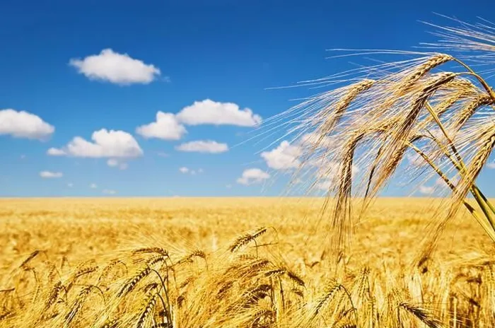 Framed Print : Golden rye field over blue sky in Bulgaria Framed Print : Golden rye field over blue sky in Bulgaria