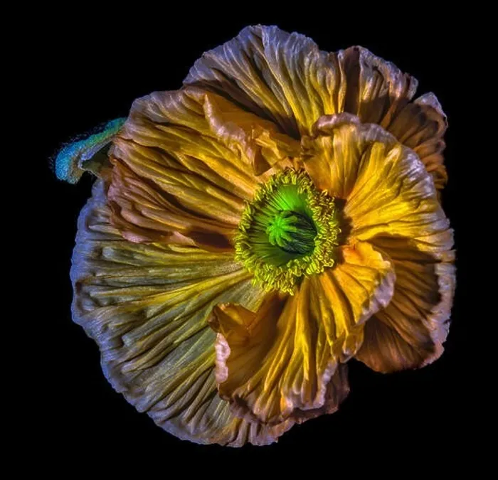 Framed Print : Golden satin / silk poppy blossom surrealistic macro portrait Framed Print : Golden satin / silk poppy blossom surrealistic macro portrait