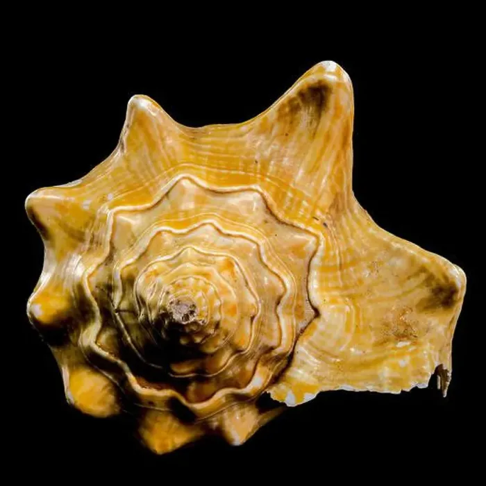 Framed Print : Golden Strombus Shell on black background Framed Print : Golden Strombus Shell on black background