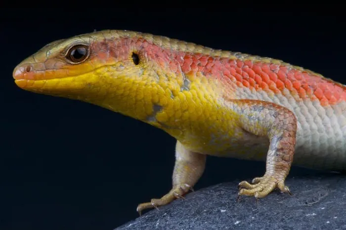 Framed Print : Golden sun skink / Eutropis multifasciata Framed Print : Golden sun skink / Eutropis multifasciata