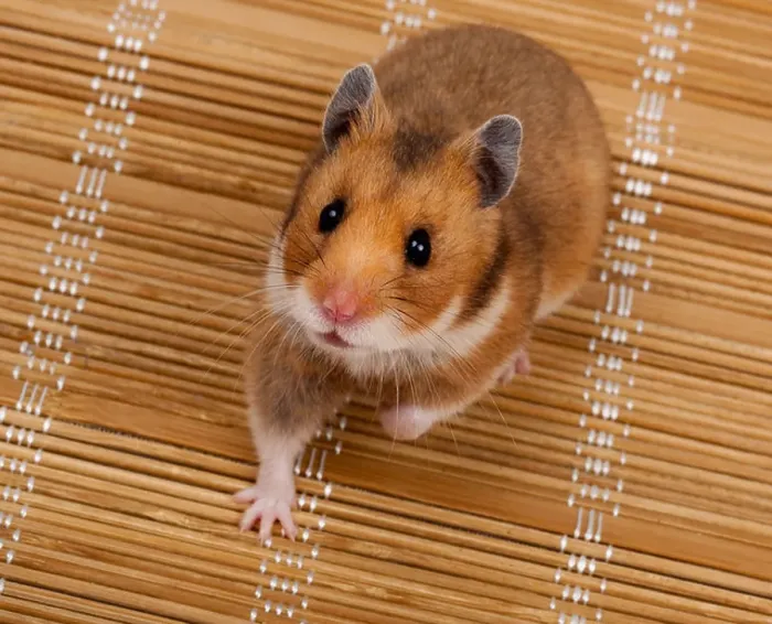 Framed Print : Golden, or Syrian Hamster, or Goldhamster (Mesocricetus auratus). The photo is made in studio Framed Print : Golden, or Syrian Hamster, or Goldhamster (Mesocricetus auratus). The photo is made in studio