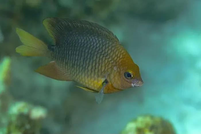 Framed Print : Golden-yellow damselfish swimming in the warm waters off Bonaire with a soft focus on coral reef in the background Framed Print : Golden-yellow damselfish swimming in the warm waters off Bonaire with a soft focus on coral reef in the background