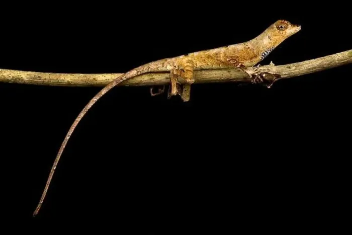 Framed Print : Goldenscale Anole (Norops nitens) Framed Print : Goldenscale Anole (Norops nitens)