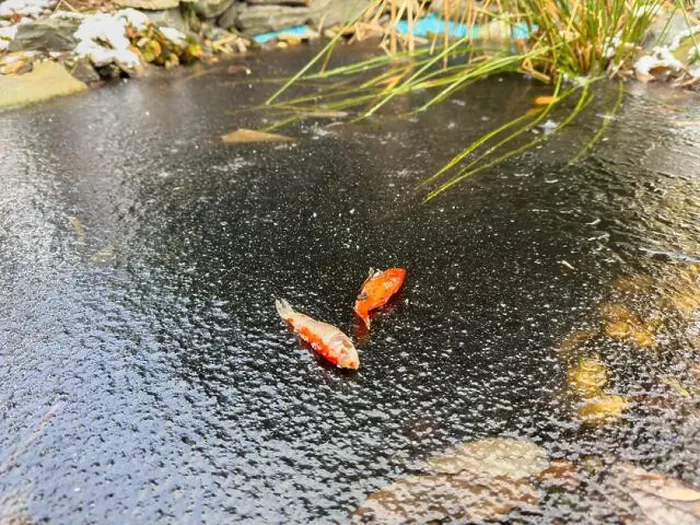 Framed Print : Goldfish froze to death in the garden pond in winter and lay on the ice Framed Print : Goldfish froze to death in the garden pond in winter and lay on the ice