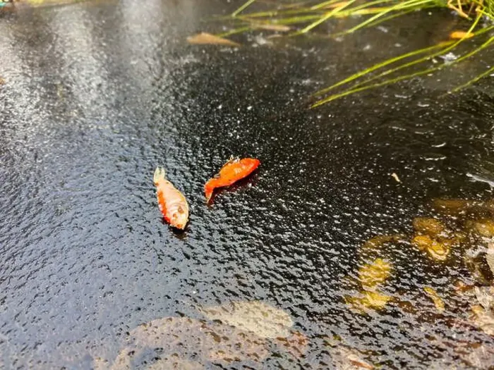 Framed Print : Goldfish froze to death in the garden pond in winter and lay on the ice Framed Print : Goldfish froze to death in the garden pond in winter and lay on the ice