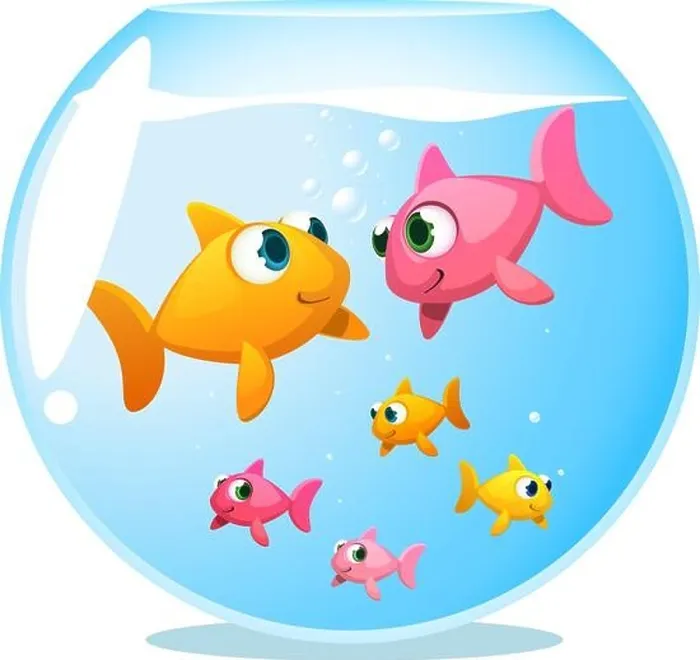 Framed Print : Goldfish happy family, with mother fish and father fish staring at each other and 4 baby fish playing under them vector illustration Framed Print : Goldfish happy family, with mother fish and father fish staring at each other and 4 baby fish playing under them vector illustration