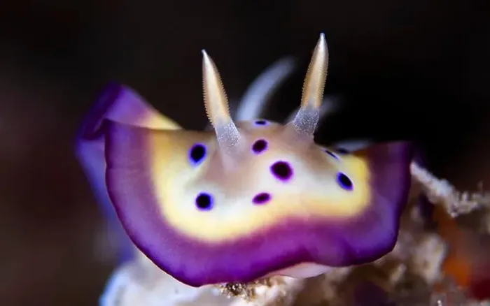 Framed Print : Goniobranchus kuniei- A Nudibrach fund on a Coral reef in Indonesia. Such a colorful creature. Shot with a 60mm macro Framed Print : Goniobranchus kuniei- A Nudibrach fund on a Coral reef in Indonesia. Such a colorful creature. Shot with a 60mm macro
