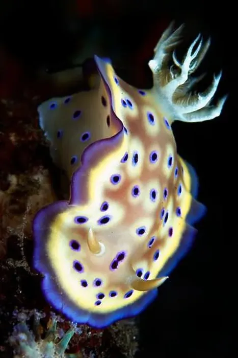 Framed Print : Goniobranchus kuniei nudibranch, Bali, Indonesia