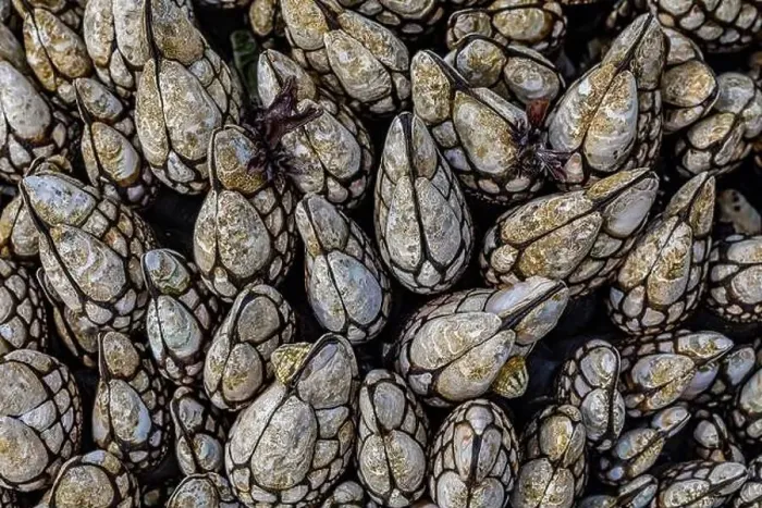 Framed Print : Goose Barnacles, Pollicipes polymerus Framed Print : Goose Barnacles, Pollicipes polymerus