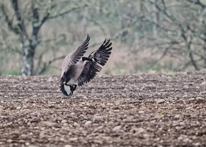 Framed Print : Goose Canada (Branta canadensis), coming in to land on ploughed field, Dumfries, SW Scotland Framed Print : Goose Canada (Branta canadensis), coming in to land on ploughed field, Dumfries, SW Scotland