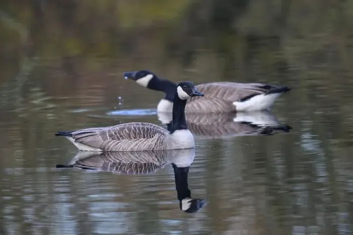 Framed Print : Goose Canada (Branta canadensis) pair on small rural pond, Dumfries, SW Scotland Framed Print : Goose Canada (Branta canadensis) pair on small rural pond, Dumfries, SW Scotland