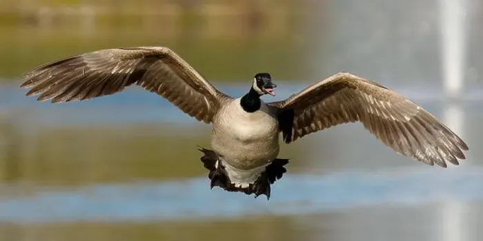 Framed Print : a goose in flight Framed Print : a goose in flight