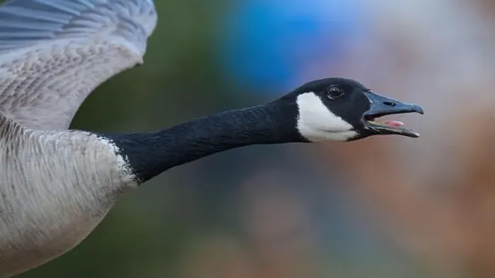 Framed Print : A goose in flight with its mouth wide open against a clear sky Framed Print : A goose in flight with its mouth wide open against a clear sky