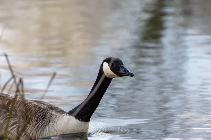 Framed Print : A Goose at West Stow Country Park Lake Framed Print : A Goose at West Stow Country Park Lake