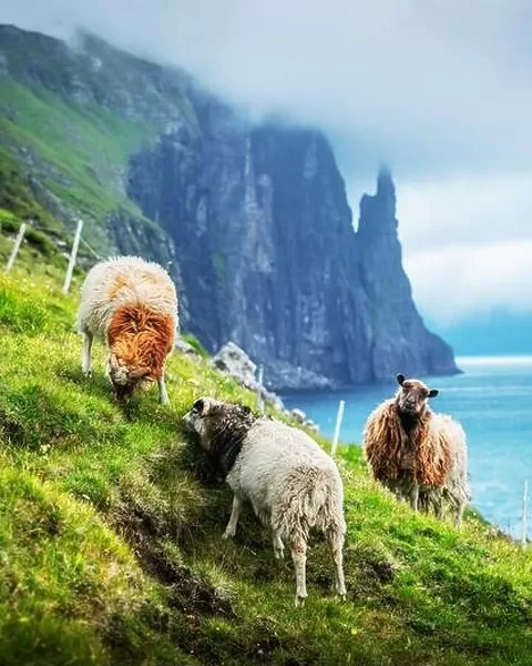 Gorgeous faroese landscape with famous Witches Finger cliffs and sheeps from Trollkonufingur viewpoint. Vagar island, Faroe Islands, Denmark