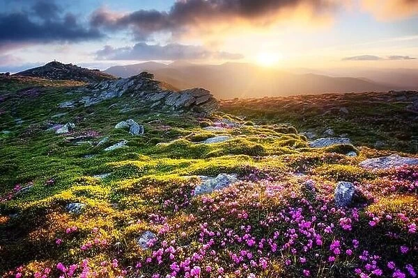 Gorgeous landscape with charming pink rhododendron flowers at Carpathian mountains. Beautiful nature background and perfect summer wallpaper