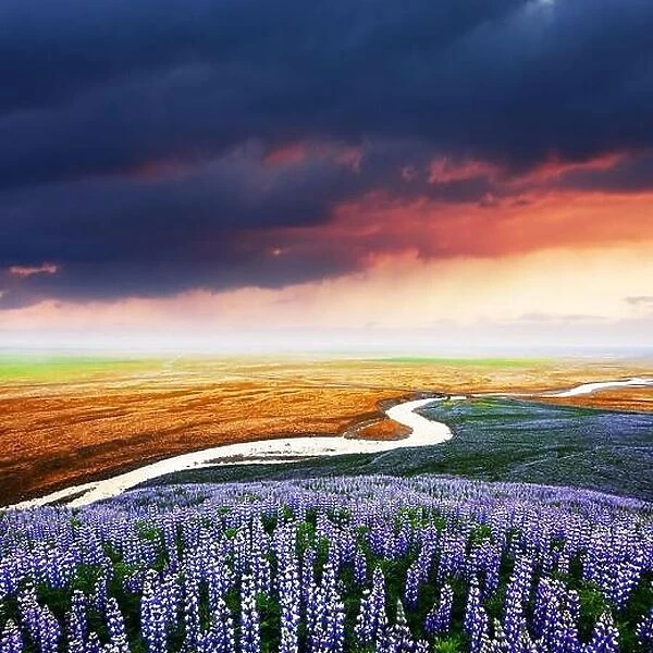 Gorgeous landscape with river, lupine flowers field and colourful sunset sky. Iceland, Europe