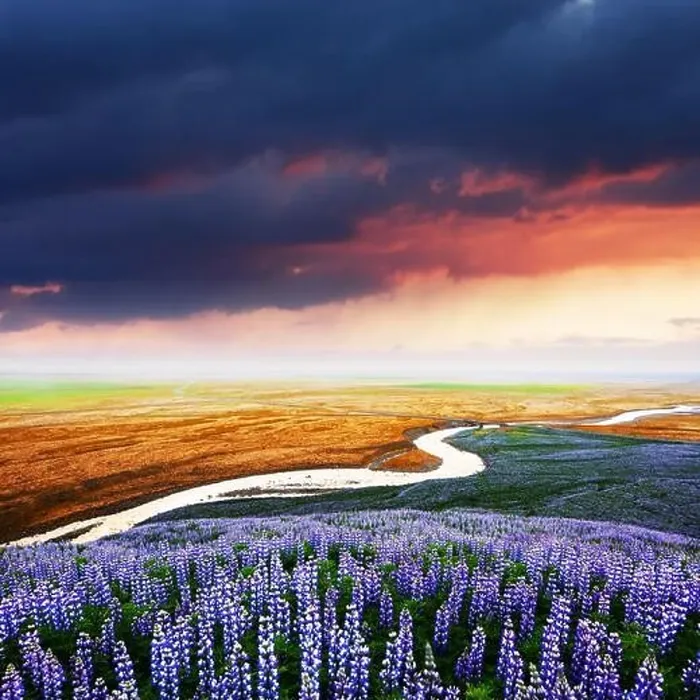 Framed Print : Gorgeous landscape with river, lupine flowers field and colourful sunset sky. Iceland, Europe Framed Print : Gorgeous landscape with river, lupine flowers field and colourful sunset sky. Iceland, Europe