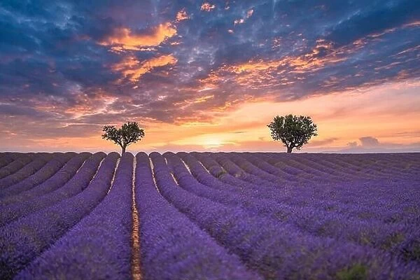 Gorgeous summer nature landscape. Blooming lavender flowers under colorful sunset sky, amazing nature landscape scenic. Idyllic, relaxing Provence