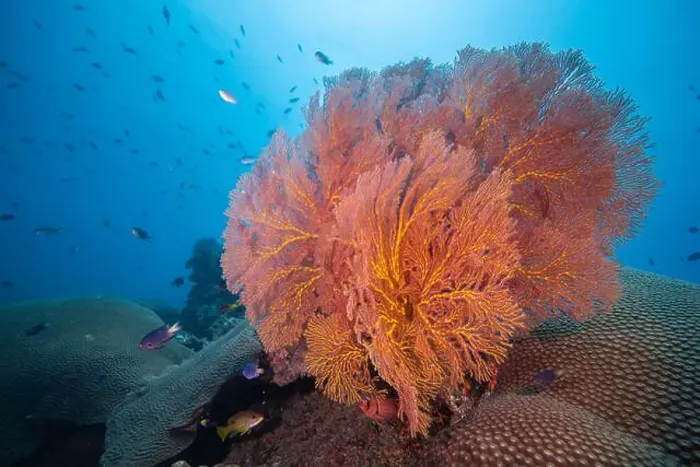Framed Print : Gorgonian sea fan blowing in the gentle currents of the south Pacifc Ocean Framed Print : Gorgonian sea fan blowing in the gentle currents of the south Pacifc Ocean