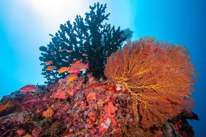 Framed Print : Gorgonian sea fan blowing in the gentle currents of the south Pacifc Ocean Framed Print : Gorgonian sea fan blowing in the gentle currents of the south Pacifc Ocean