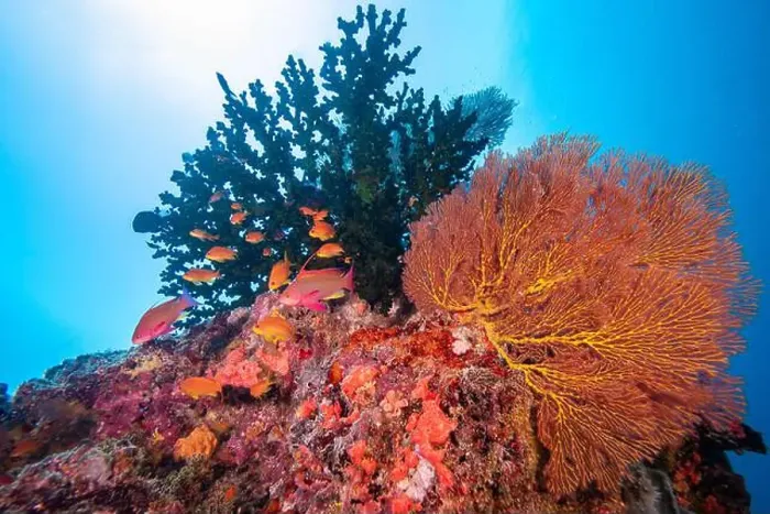 Framed Print : Gorgonian sea fan blowing in the gentle currents of the south Pacifc Ocean Framed Print : Gorgonian sea fan blowing in the gentle currents of the south Pacifc Ocean