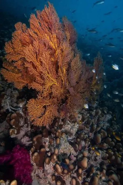 Framed Print : Gorgonian sea fan blowing in the gentle currents of the south Pacifc Ocean Framed Print : Gorgonian sea fan blowing in the gentle currents of the south Pacifc Ocean