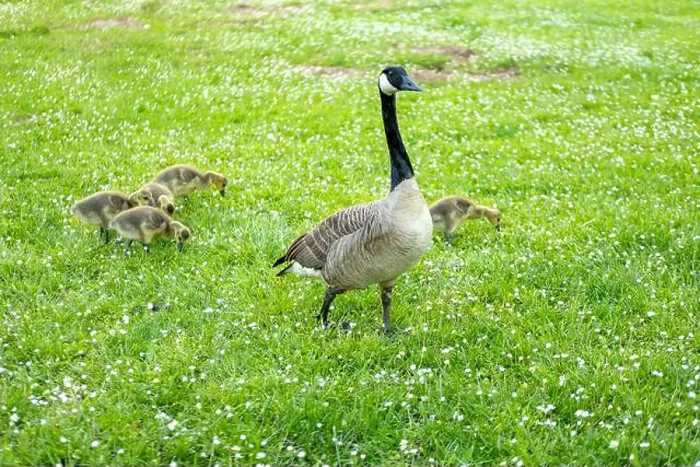 Framed Print : Goslings Canada goose, Brant canadian on green meadow with parents in woodland area