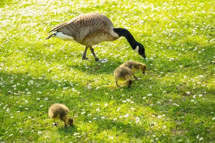 Framed Print : Goslings Canada goose, Brant canadian on green meadow with parents in woodland area Framed Print : Goslings Canada goose, Brant canadian on green meadow with parents in woodland area