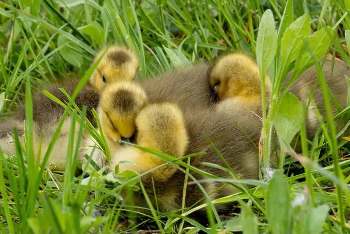Framed Print : Four goslings are huddled together (near Niagara Falls) to keep warm Framed Print : Four goslings are huddled together (near Niagara Falls) to keep warm