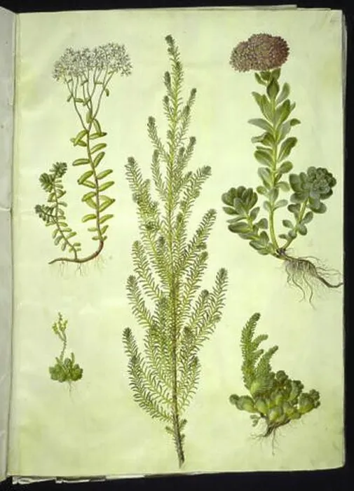 Framed Print : Gouache drawing by Hans Simon Holtzbecker and Maria Sibylla Merian depicts Sedum album Framed Print : Gouache drawing by Hans Simon Holtzbecker and Maria Sibylla Merian depicts Sedum album
