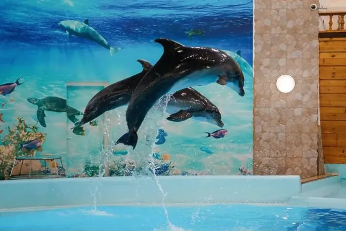 Framed Print : Graceful Dolphins Breaching in a Vibrant Underwater Scene with Marine Life Mural Framed Print : Graceful Dolphins Breaching in a Vibrant Underwater Scene with Marine Life Mural