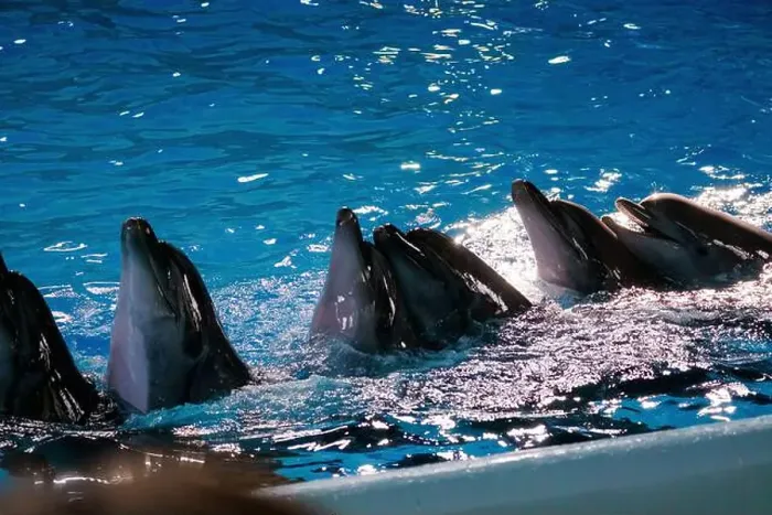 Framed Print : Graceful Dolphins Playfully Surfacing in Crystal Clear Blue Water