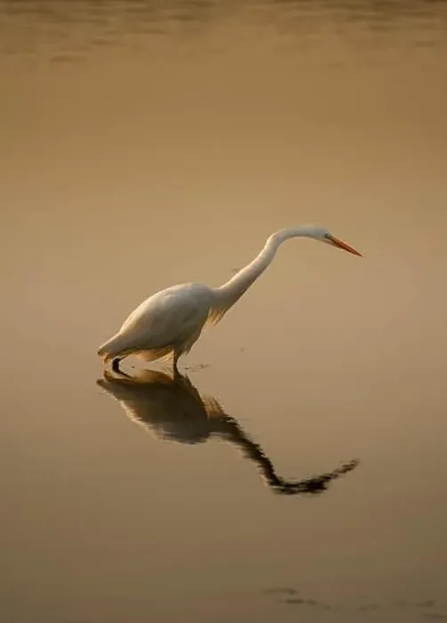Framed Print : A graceful great egret wades through shallow water Framed Print : A graceful great egret wades through shallow water