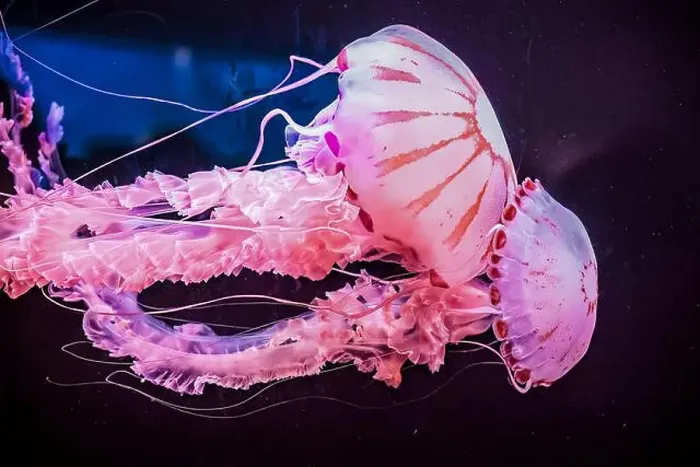 Framed Print : Two graceful pink jellyfish in aquarium against dark background Framed Print : Two graceful pink jellyfish in aquarium against dark background