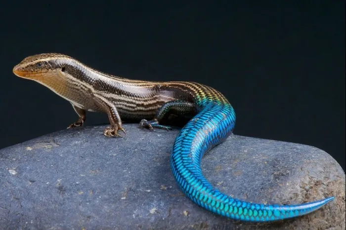 Framed Print : Gran Canaria blue-tailed skink / Chalcides sexlineatus Framed Print : Gran Canaria blue-tailed skink / Chalcides sexlineatus