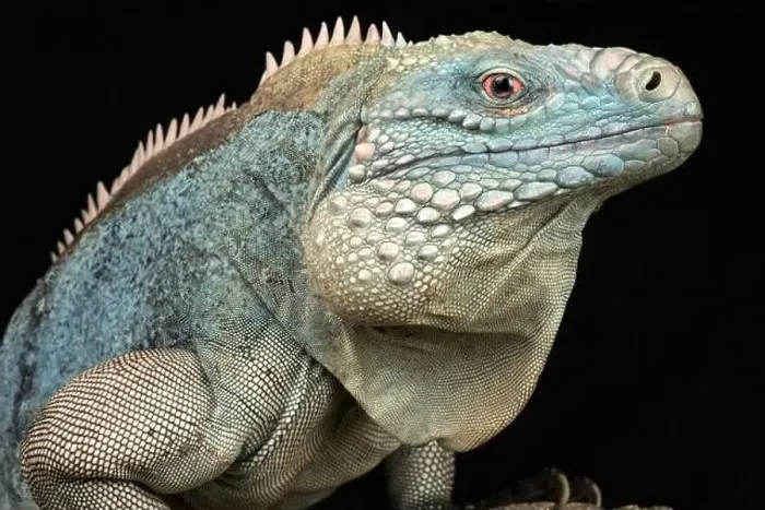 Framed Print : Grand Cayman blue iguana (Cyclura lewisi) Framed Print : Grand Cayman blue iguana (Cyclura lewisi)