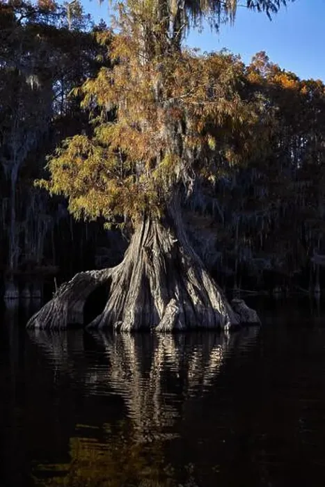 Framed Print : A Grand Cypress tree on Caddo Lake Framed Print : A Grand Cypress tree on Caddo Lake