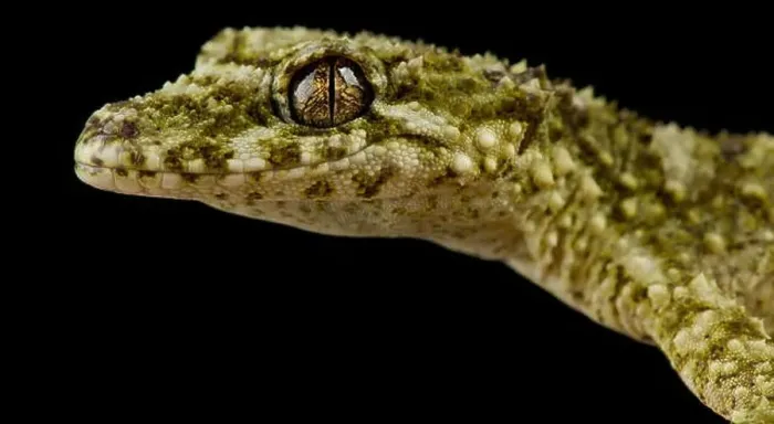Framed Print : Granite leaf-tailed gecko (saltuarius wyberba) Framed Print : Granite leaf-tailed gecko (saltuarius wyberba)