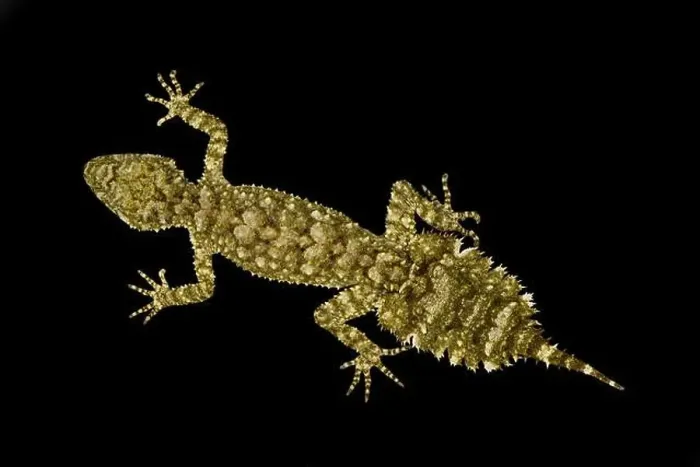 Framed Print : Granite leaf-tailed gecko (Saltuarius wyberba) Framed Print : Granite leaf-tailed gecko (Saltuarius wyberba)