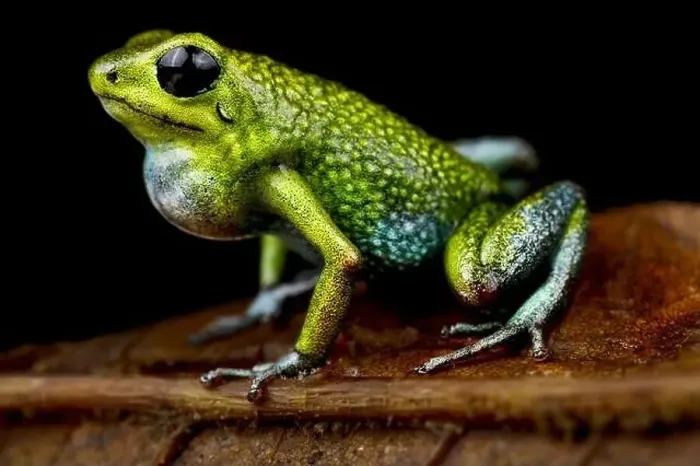 Framed Print : The Granular Poisson Arrow Frog (Oophaga granulifera) is endemic to Costa Rica Framed Print : The Granular Poisson Arrow Frog (Oophaga granulifera) is endemic to Costa Rica