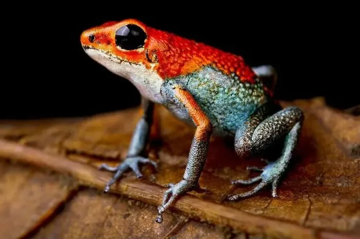 Framed Print : The Granular Poisson Arrow Frog (Oophaga granulifera) is endemic to Costa Rica Framed Print : The Granular Poisson Arrow Frog (Oophaga granulifera) is endemic to Costa Rica