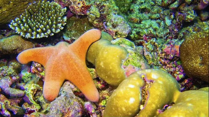 Framed Print : Granular Sea Star, Choriascer granulatus, Starfish, Reef Building Coral, South Ari Atoll, Maldives, Indian Ocean, Asia Framed Print : Granular Sea Star, Choriascer granulatus, Starfish, Reef Building Coral, South Ari Atoll, Maldives, Indian Ocean, Asia