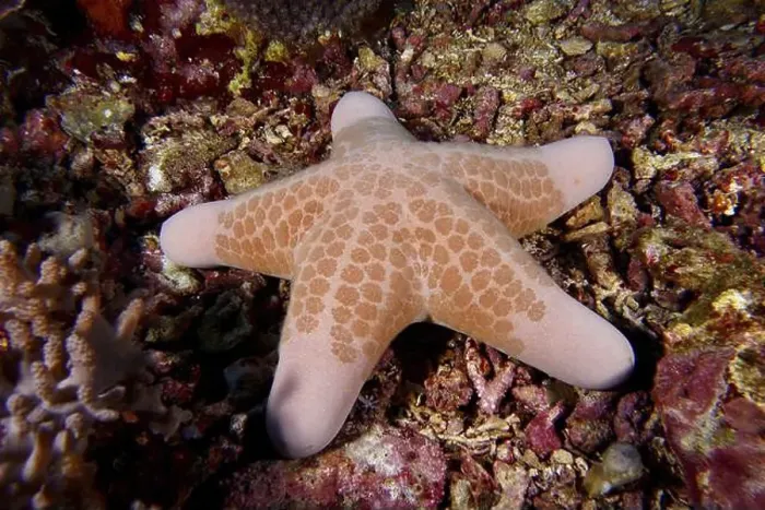 Framed Print : Granulated roller star (Choriaster granulatus) lies on coral-covered seabed