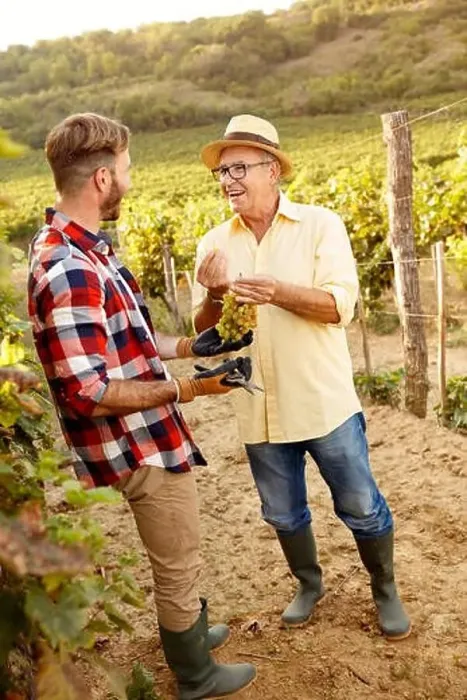 Framed Print : grape harvest- satisfied father and son working at family vineyard Framed Print : grape harvest- satisfied father and son working at family vineyard