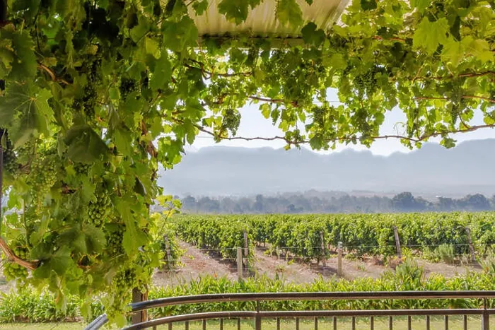 Framed Print : Grape vine on a roof trellis with verandah and a view over a grape vineyard on a sunny morning in Paarl Framed Print : Grape vine on a roof trellis with verandah and a view over a grape vineyard on a sunny morning in Paarl