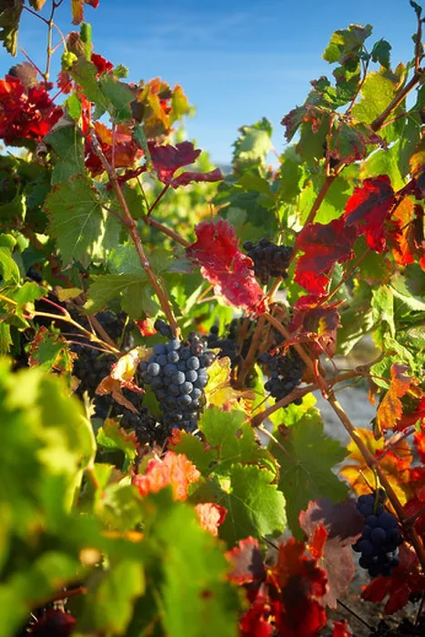 Framed Print : grapes on the vine near Seguret, Cotes du Rhone Villages, Rhone Valley, Provence, France Framed Print : grapes on the vine near Seguret, Cotes du Rhone Villages, Rhone Valley, Provence, France