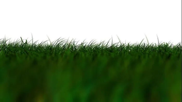 Framed Print : Grass Isolated, dark green low Angle Framed Print : Grass Isolated, dark green low Angle