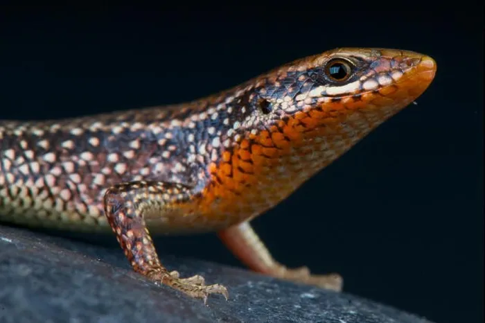 Framed Print : Grass skink / Eutropis macularia Framed Print : Grass skink / Eutropis macularia